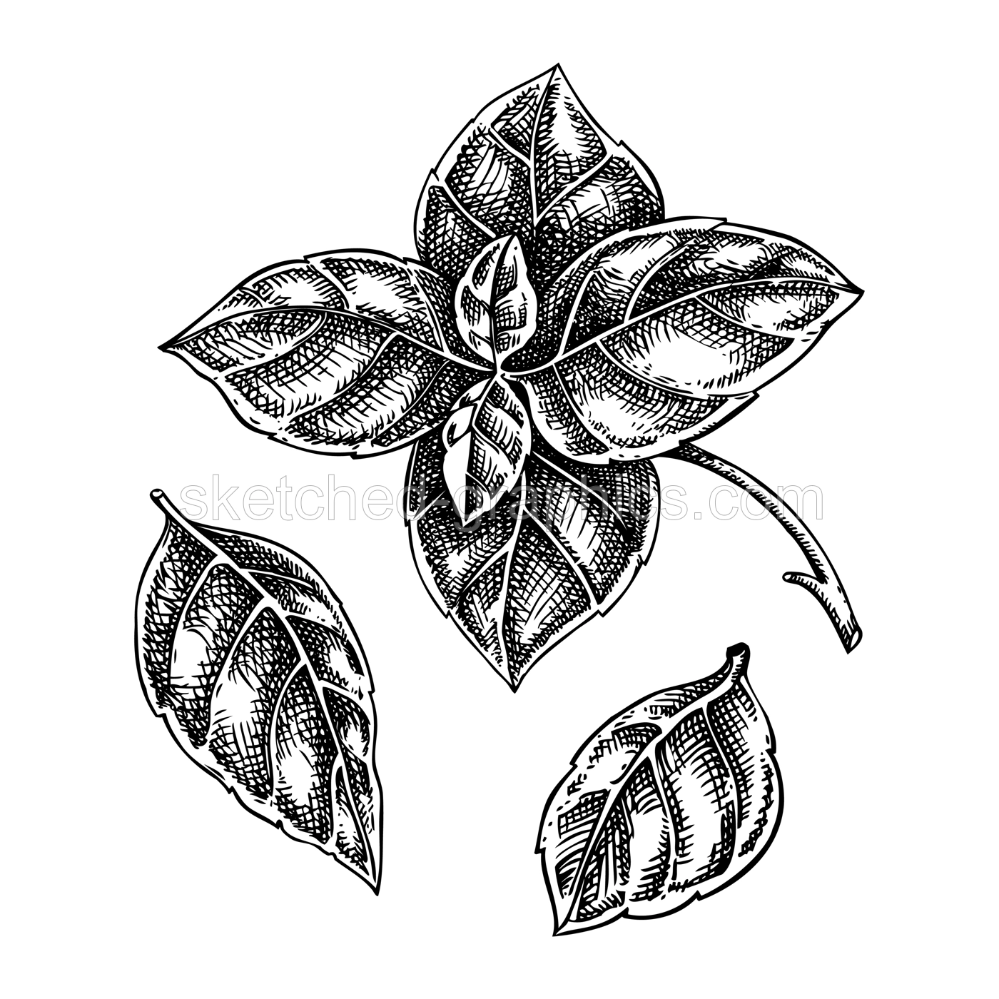 Italian Basil leaves sketch. Kitchen spice drawing. Italian herbs and spices hand-drawn vector illustration. NOT AI genereted Illustration